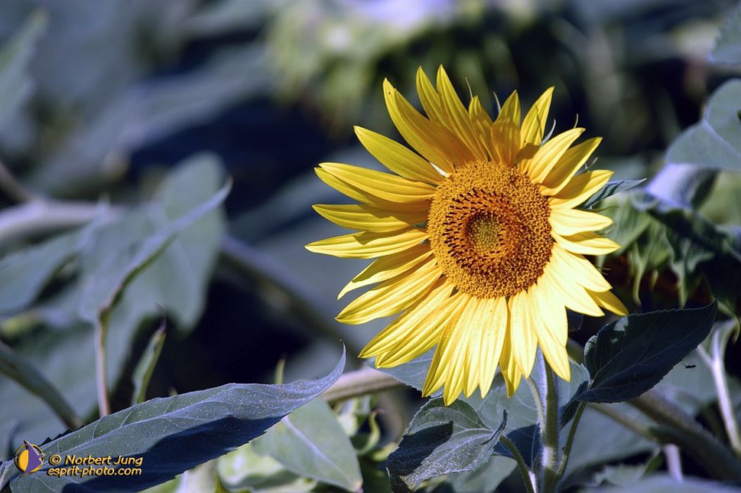 Nom de l'image : D1055642-nef-01_(c)Norbert-JUNG — Description :